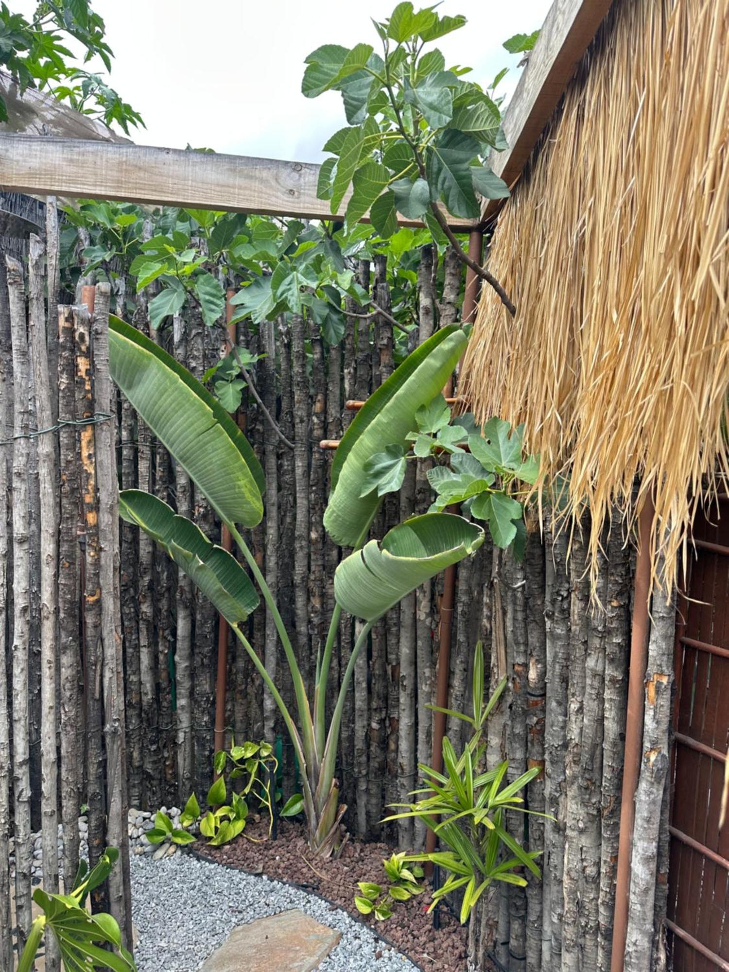 Afrikan Krisant Tenerife, Casa Rural Ecologica Arafo Exterior foto